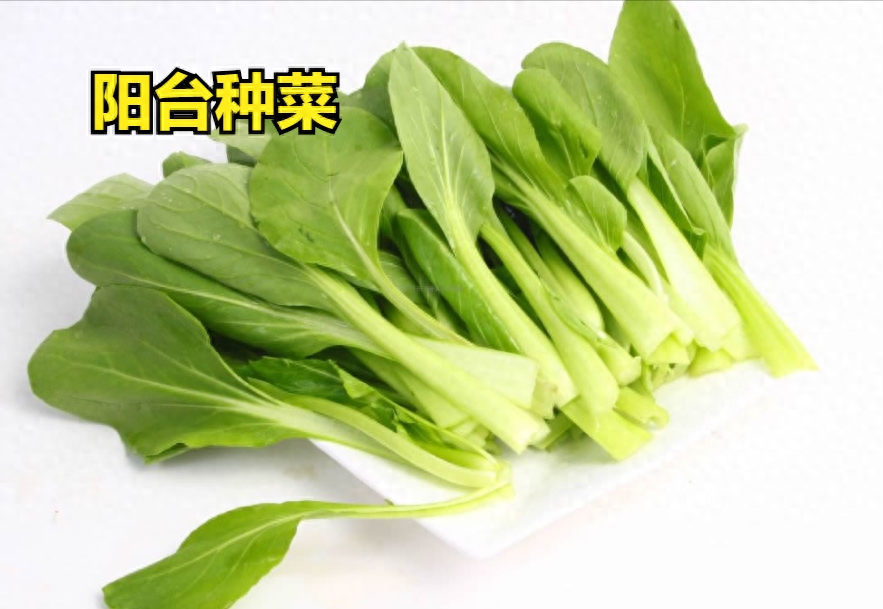 适合阳台种植的蔬菜有哪些（10种公认阳台好养的菜）