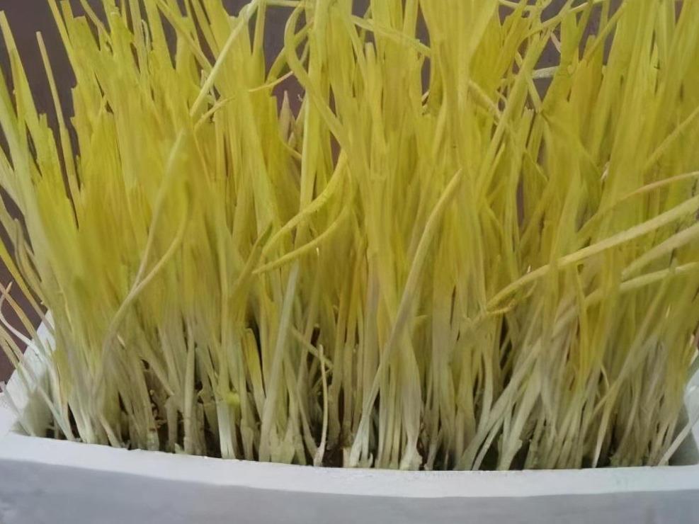 蒜黄怎么种植出来的（分享种蒜黄的正确过程）