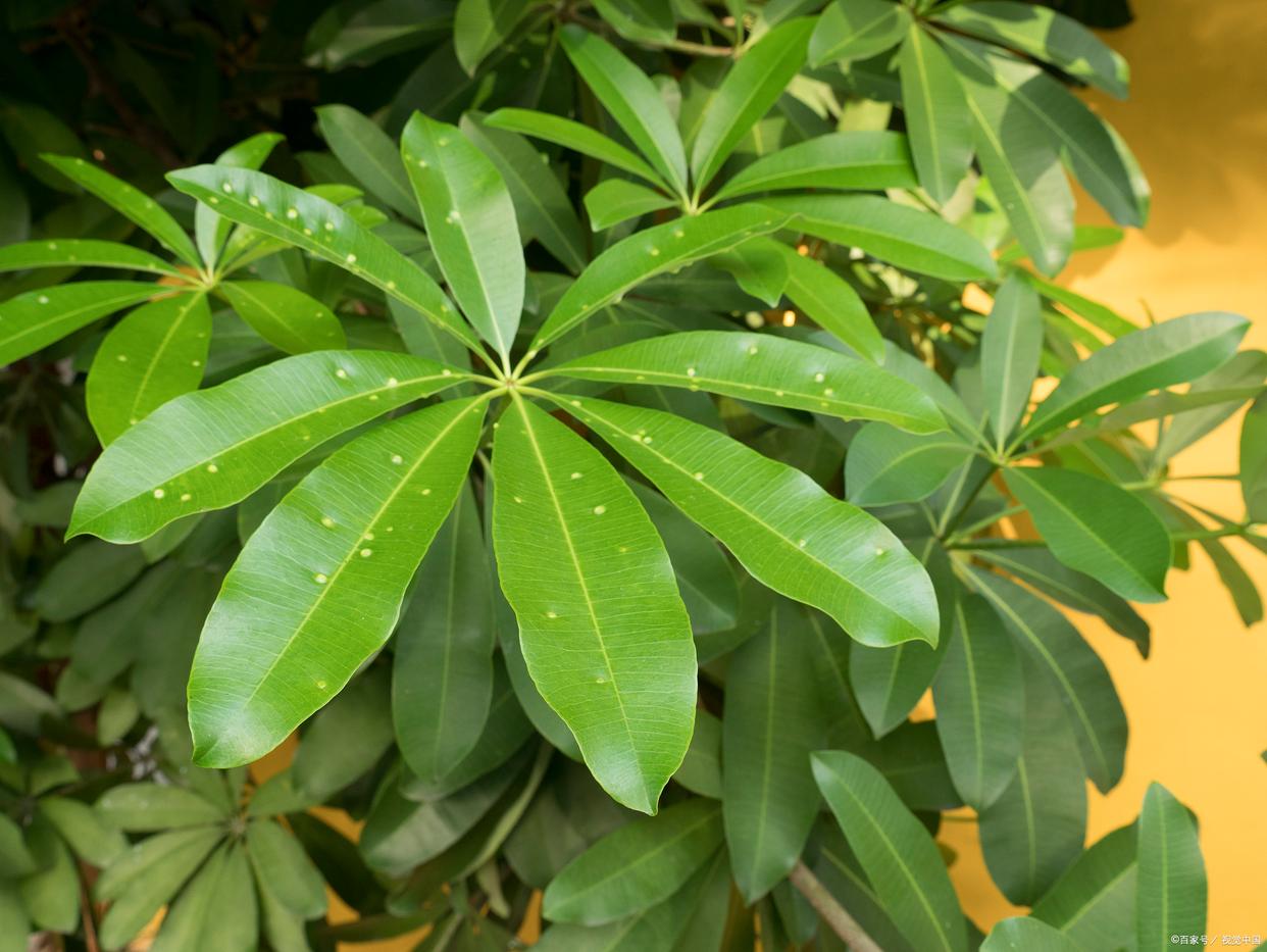 鸭脚木怎么养才茂盛（鸭掌木的养护与浇水）