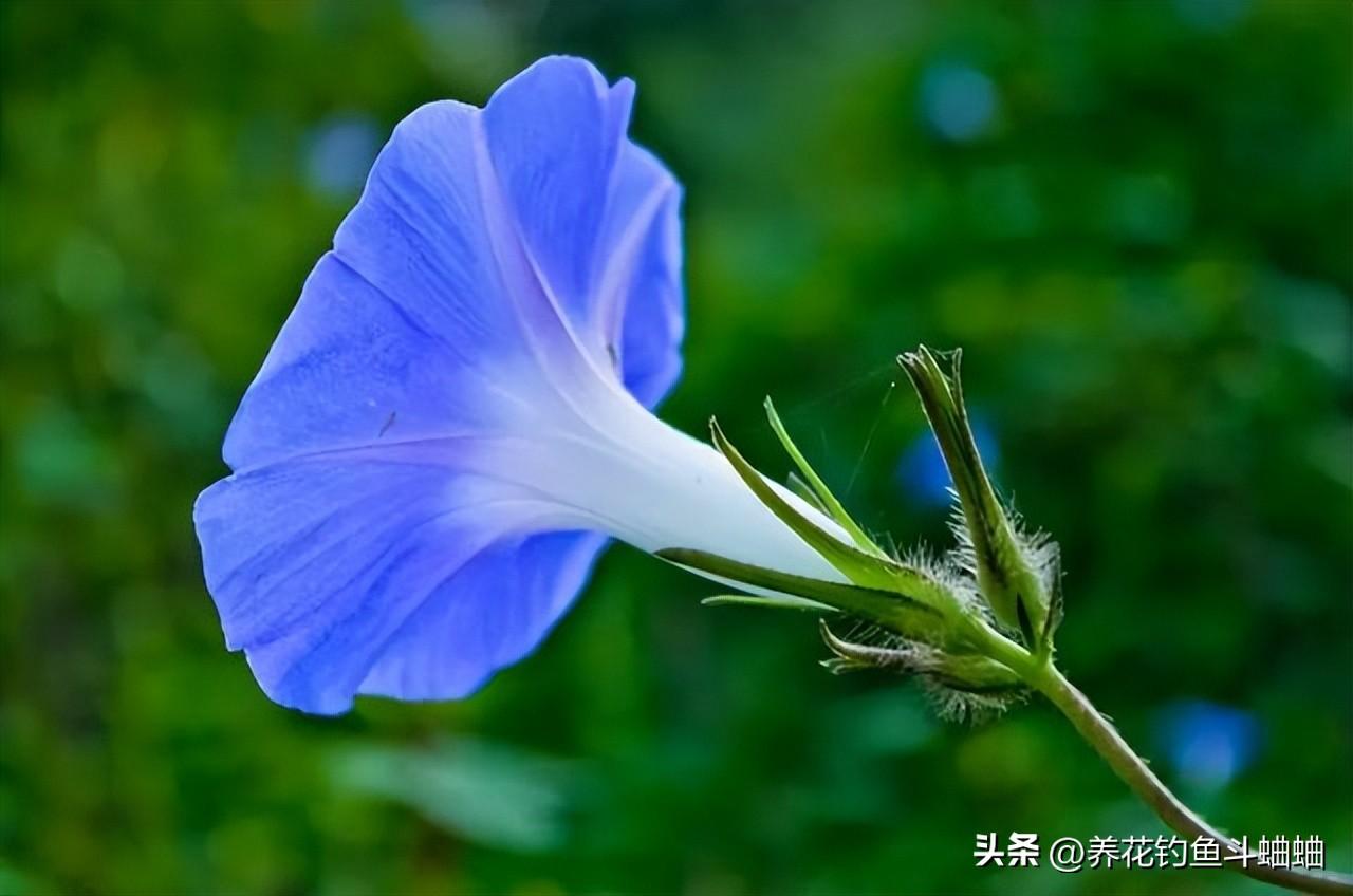 牵牛花喜欢生长在什么地方（牵牛花生长环境条件）