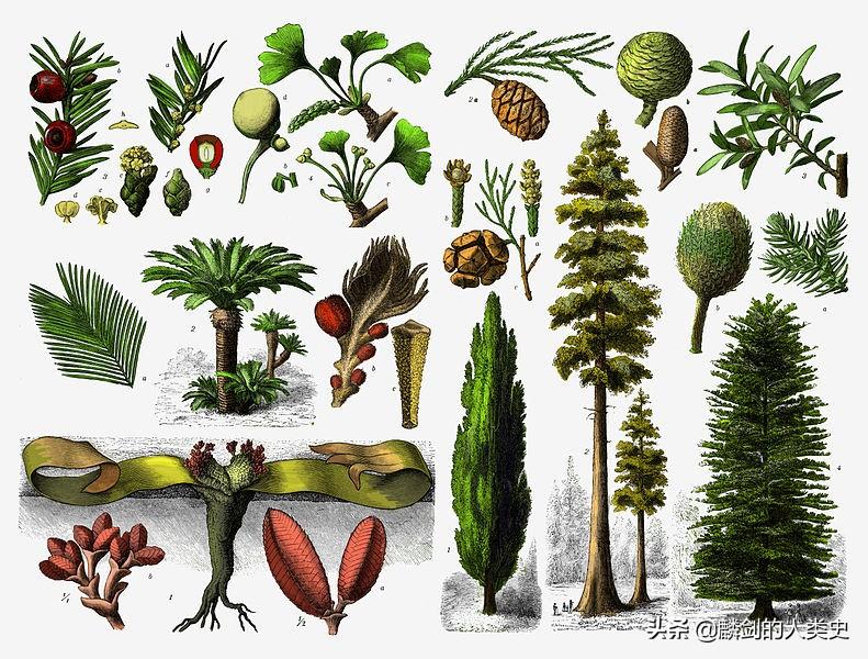 裸子植物有哪些特征（裸子植物和被子植物的概念）