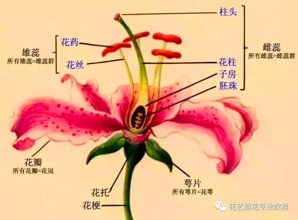 花朵的结构及功能（花的各部分结构和特点）