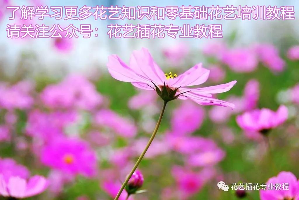 花朵的结构及功能（花的各部分结构和特点）