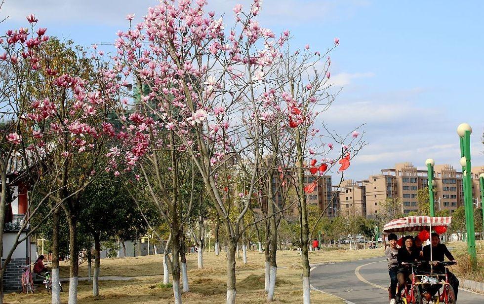 庭院种植什么树（适合家庭庭院景观树）