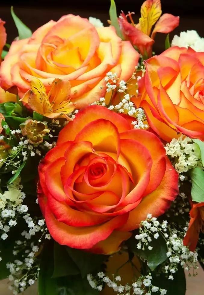 橙色玫瑰花的寓意和花语（橙色玫瑰花代表的含义）