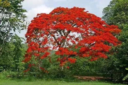 红花楹树适合庭院种植吗（有关红花楹的特征简介）