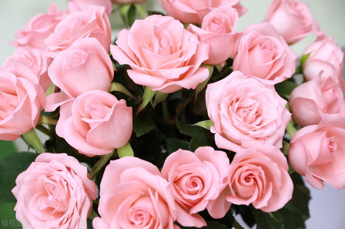 粉色玫瑰花代表什么意思（粉色玫瑰的寓意和象征）