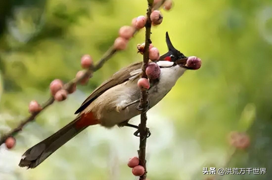 哪些植物传播种子方法（盘点十种植物传播方式）