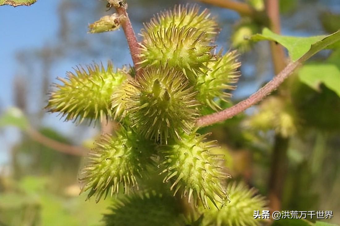 哪些植物传播种子方法（盘点十种植物传播方式）