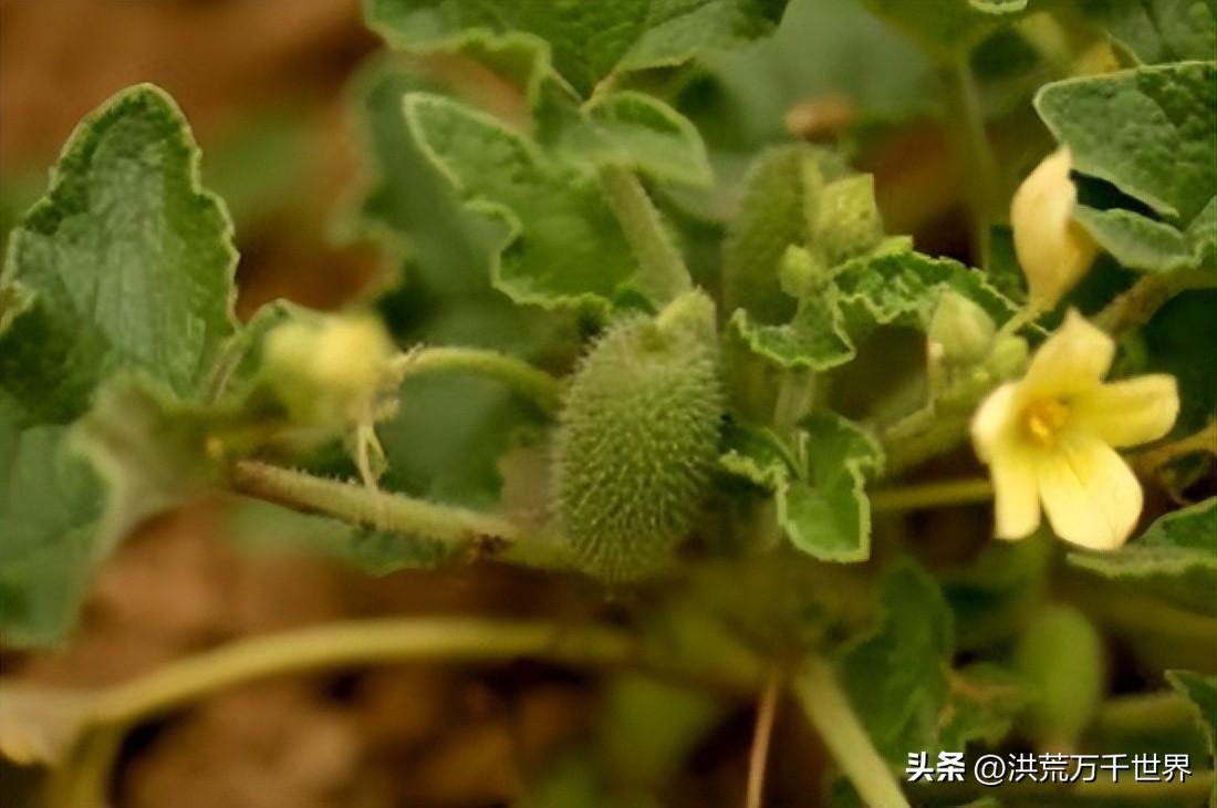 哪些植物传播种子方法（盘点十种植物传播方式）