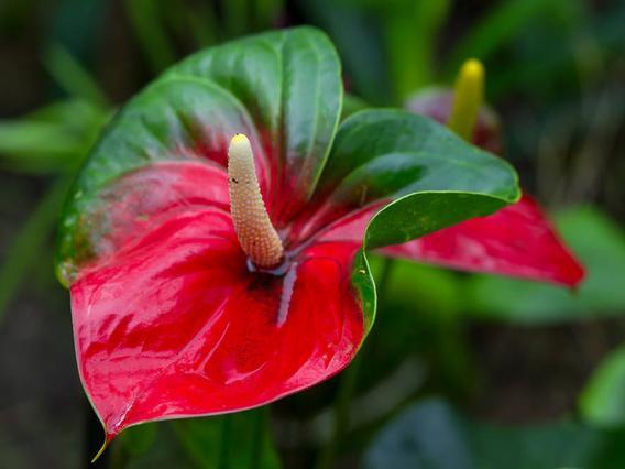 红掌花怎么养（详解红掌花栽培技术要点）