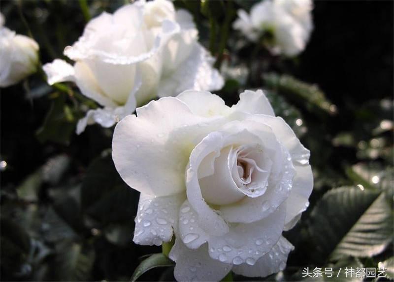 白蔷薇代表什么意思（了解蔷薇的象征意义）