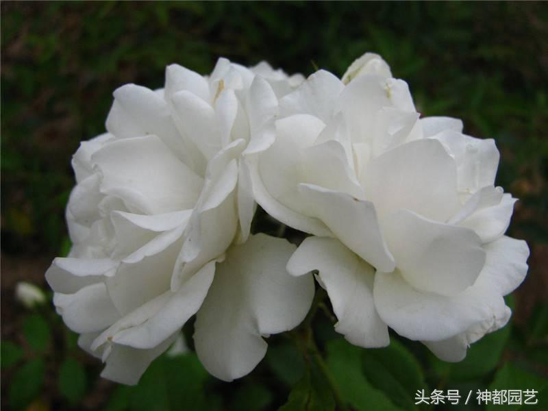 白蔷薇代表什么意思（了解蔷薇的象征意义）
