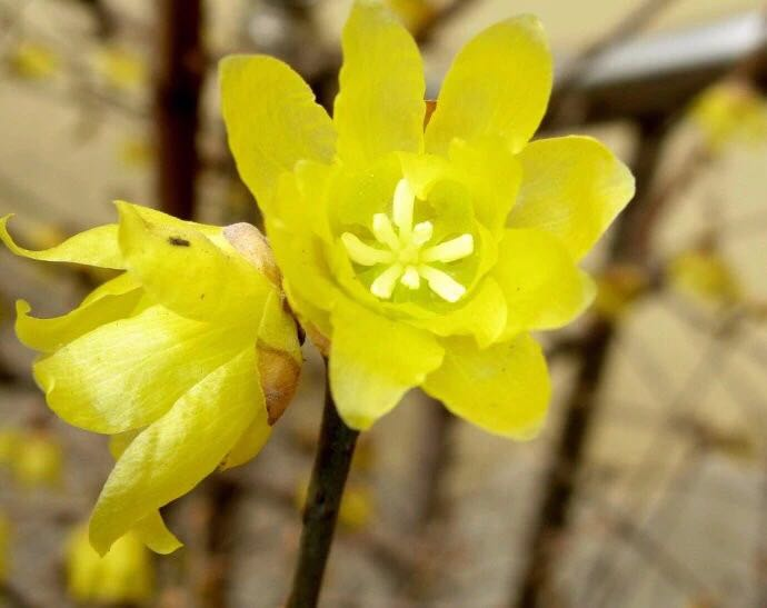 腊梅花什么季节开（观赏腊梅花花期简介）