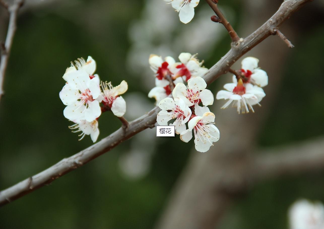 桃花是几月份开花（有关桃花开花时间）