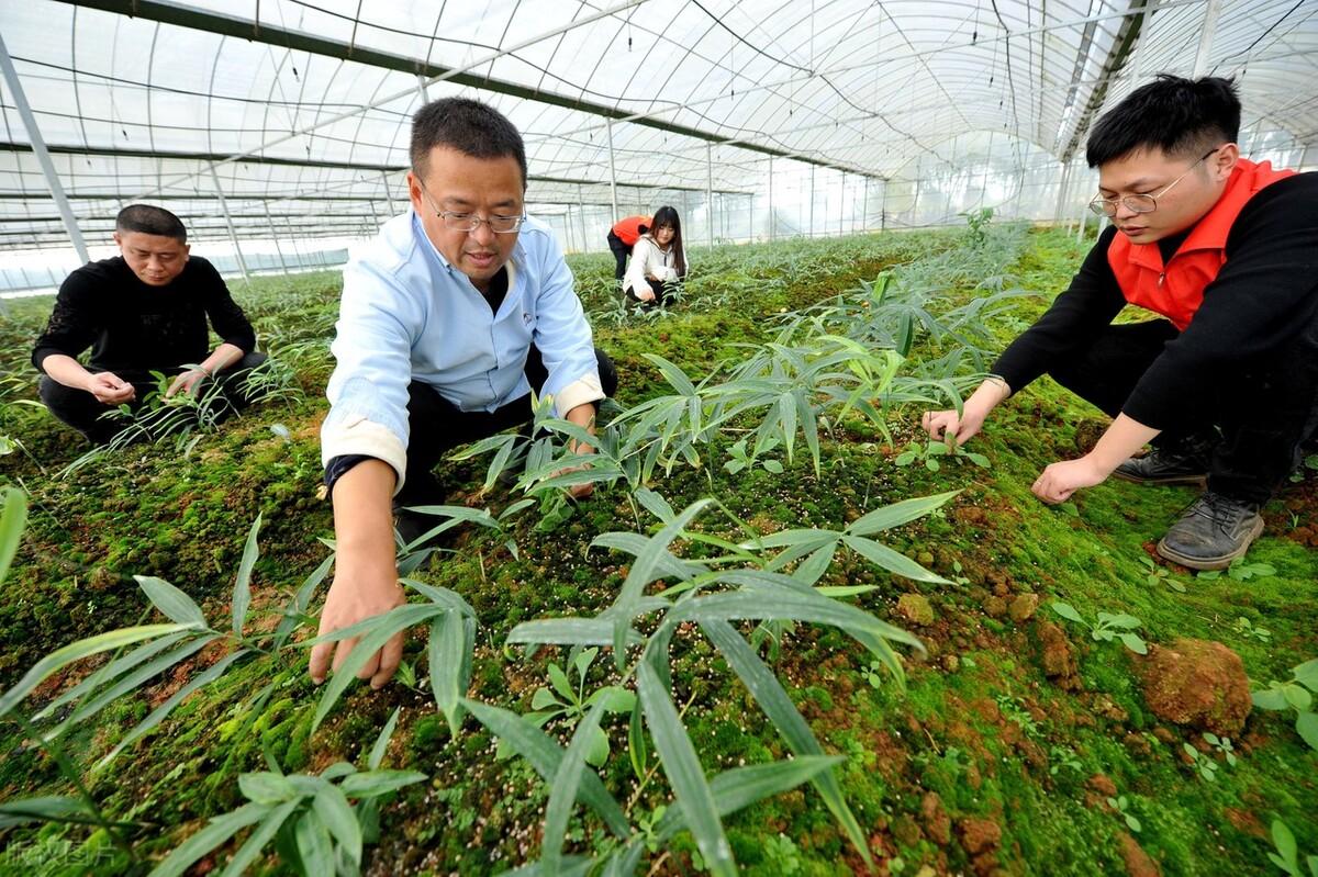 黄精怎么种植（黄精种植技术和栽培）