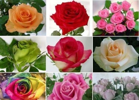 玫瑰和月季怎么区分（了解玫瑰和月季花的区别）