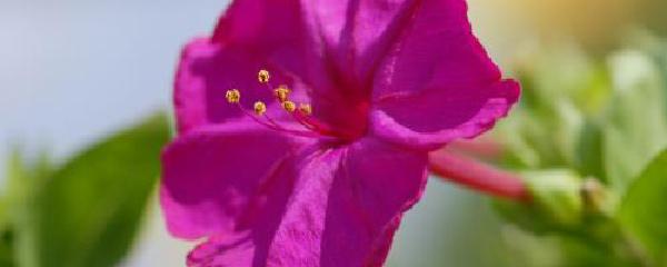 紫茉莉种子怎么种（紫茉莉种子种植方法图解）