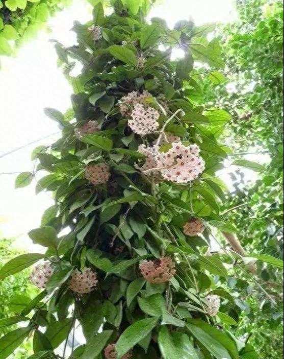 球兰花怎样才能养开花（球兰花的种植方法及养护）