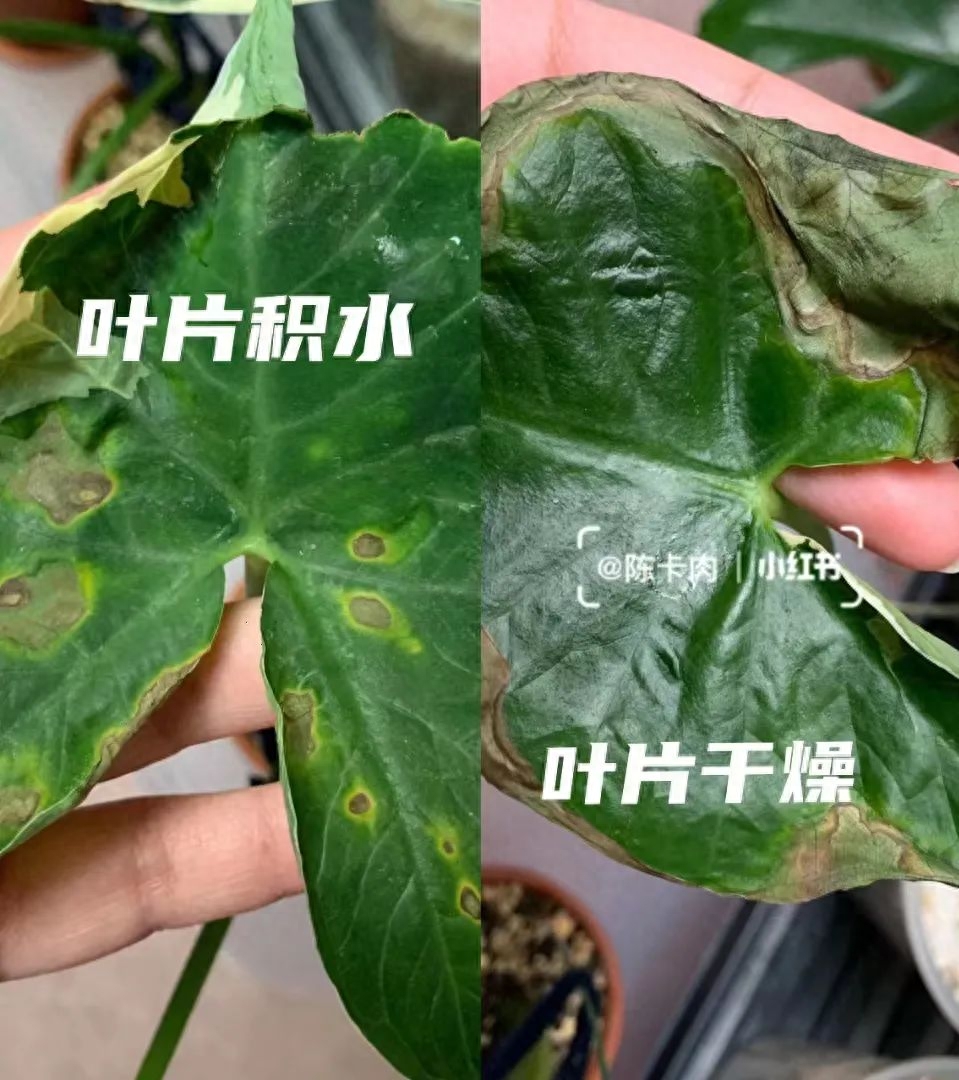 绿天鹅绒花怎么养护（天鹅绒花的养殖方法和技巧）