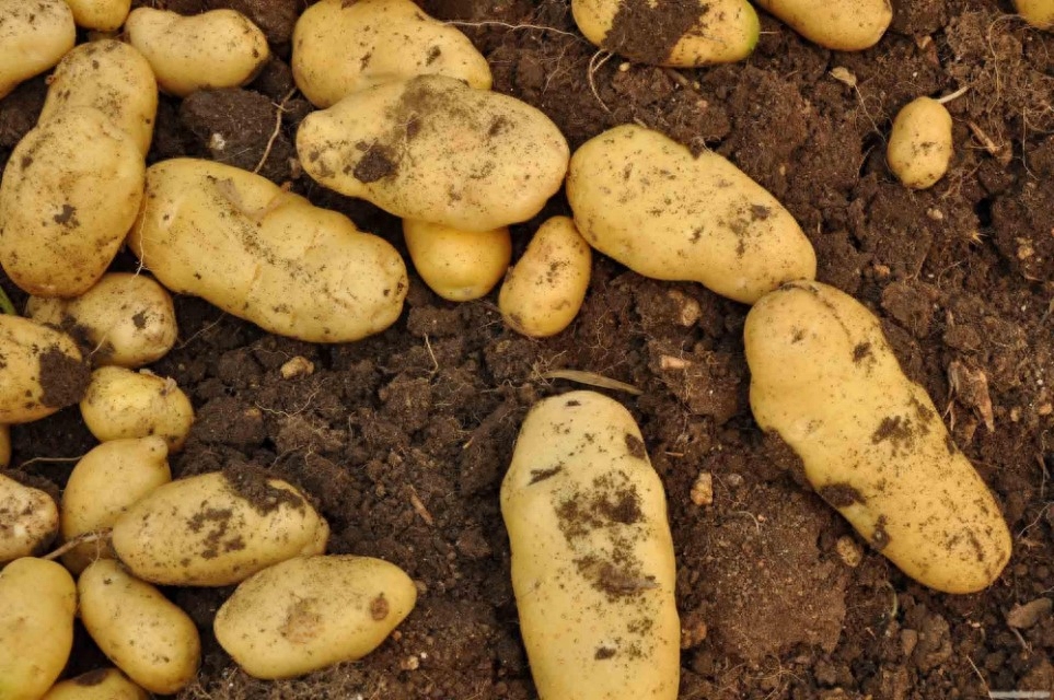 自己怎样培育土豆种子（土豆的种植方法步骤）