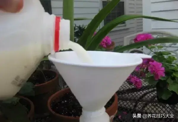 牛奶浇花适合哪些植物（牛奶浇花的正确方法介绍）