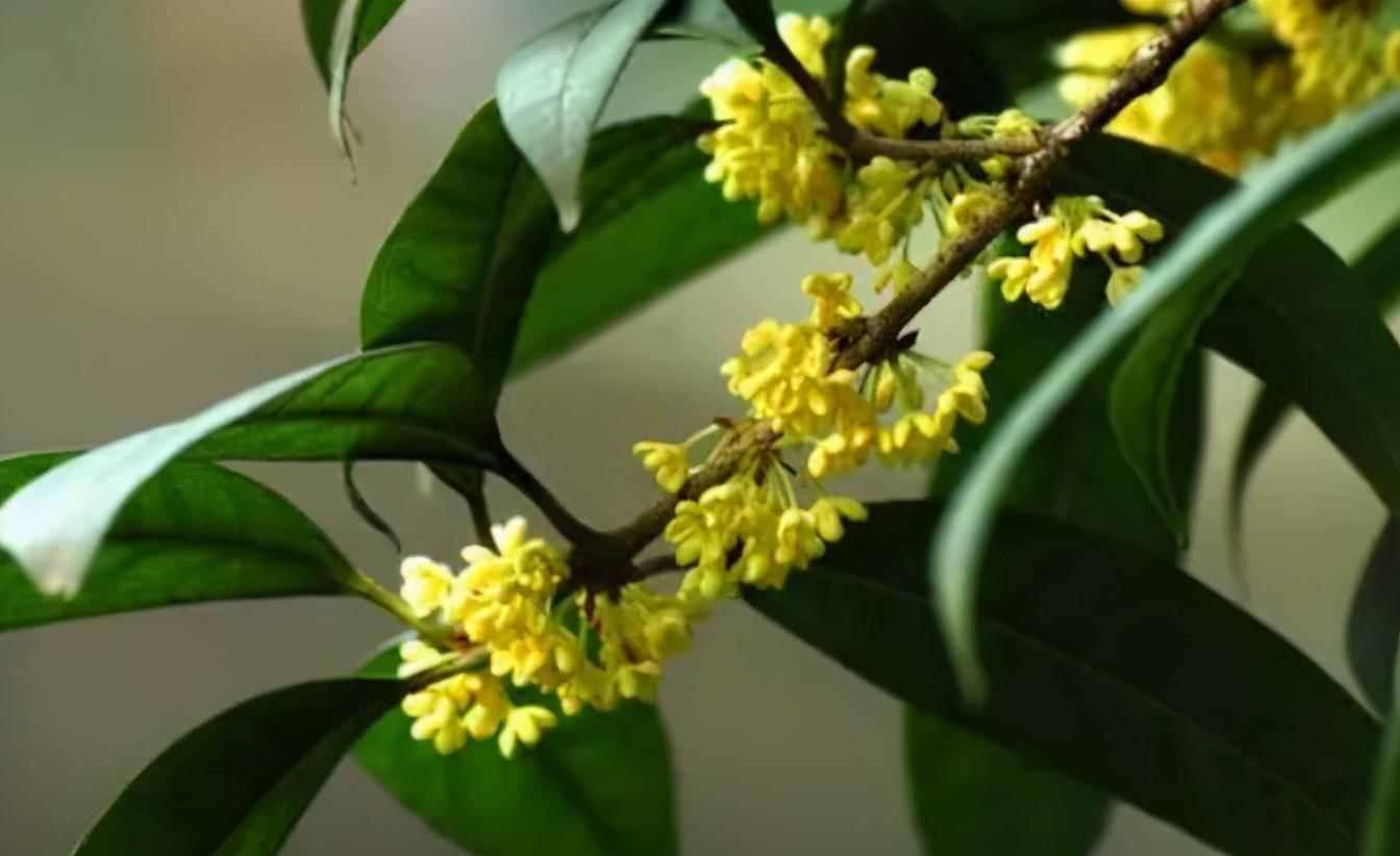 桂花喜阴还是喜阳（桂花种植方法和注意事项）