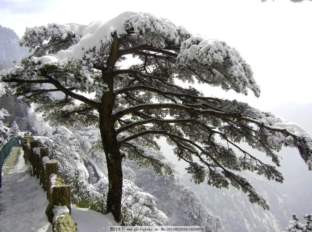 雪松是什么科什么属植物（雪松叶的特点和介绍）