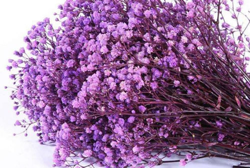 紫色满天星的花语是什么？紫色满天星适合送给什么人？